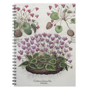 Cyclamen: 1.Cyclamen serotinum foliis hederaceis; Notebook