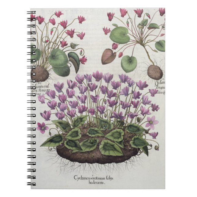 Cyclamen: 1.Cyclamen serotinum foliis hederaceis; Notebook (Front)