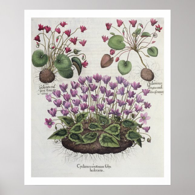 Cyclamen: 1.Cyclamen serotinum foliis hederaceis; Poster (Front)
