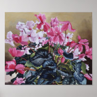 Cyclamen 2004