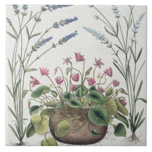 Cyclamen and Lavender: 1.Cyclamen Romanum; 2.Spica Ceramic Tile