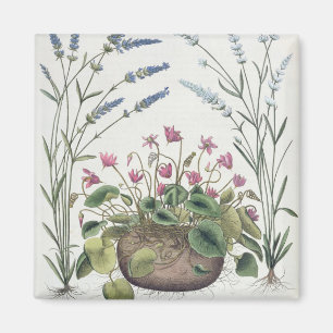 Cyclamen and Lavender: 1.Cyclamen Romanum; 2.Spica Magnet