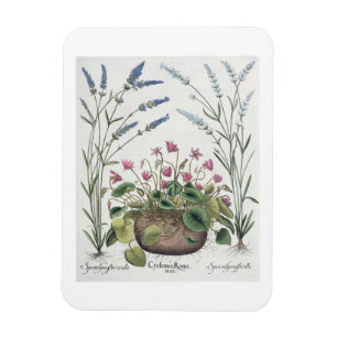 Cyclamen and Lavender: 1.Cyclamen Romanum; 2.Spica Magnet