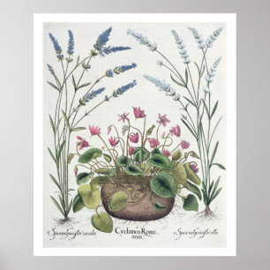 Cyclamen and Lavender: 1.Cyclamen Romanum; 2.Spica Poster