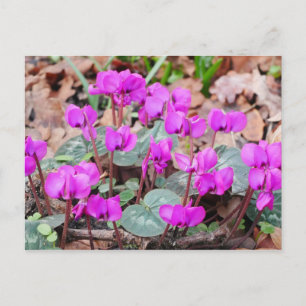 Cyclamen Coum Postcard
