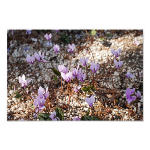 Cyclamen Photo Print