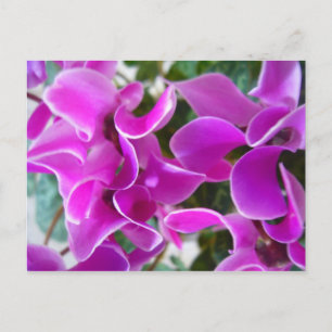 cyclamen postcard