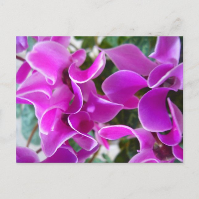 cyclamen postcard (Front)