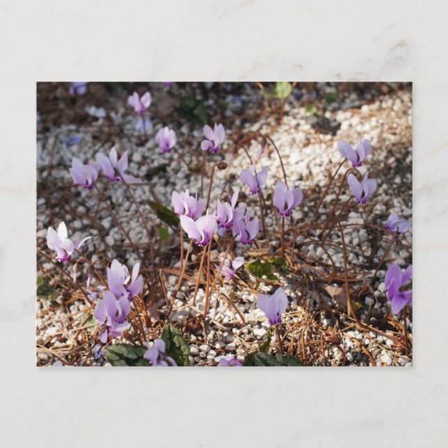 Cyclamen Postcard (Front)