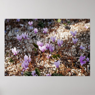 Cyclamen Poster