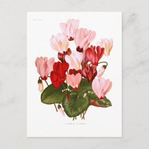 Cyclamens Postcard