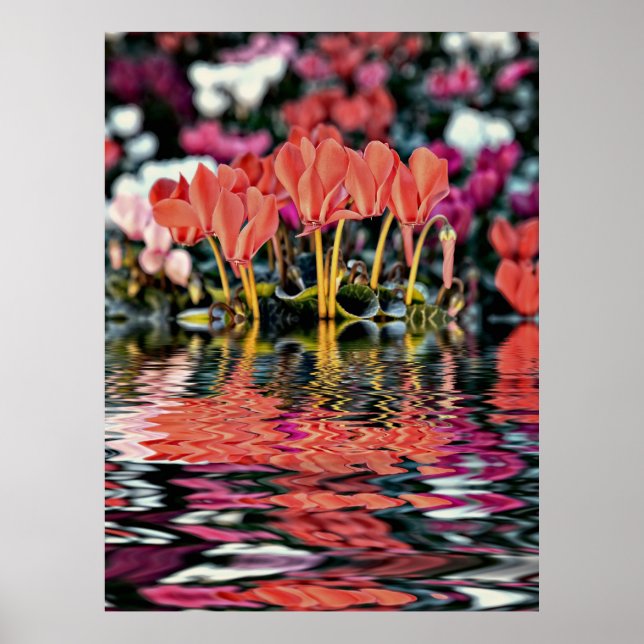 Cyclamens reflecting in water poster (Front)