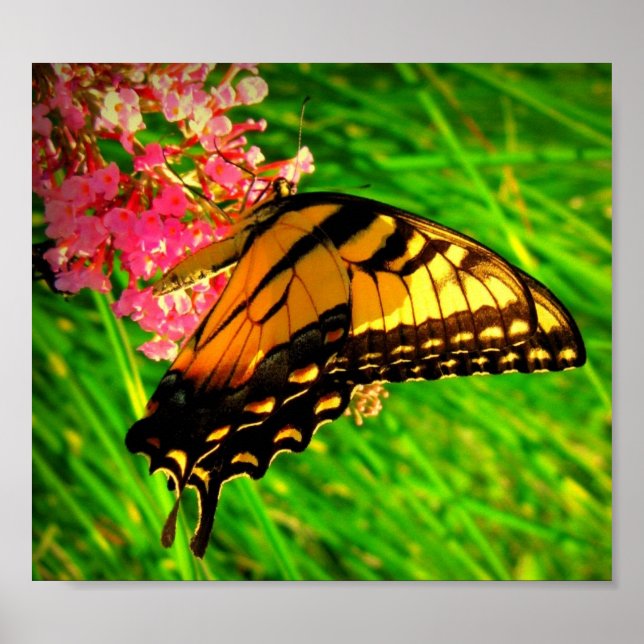 Cycle Of Life Poster (Front)