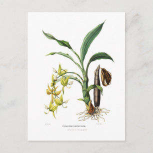 Cycnoches ventricosum postcard