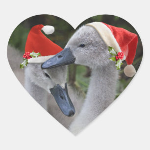 Cygnet Christmas Sticker