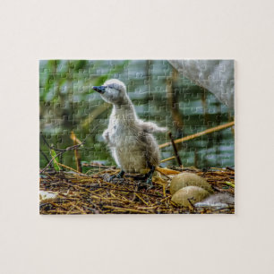 Cygnet Jigsaw Puzzle
