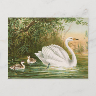 Cygnus cygnus by Johann Friedrich Naumann Postcard