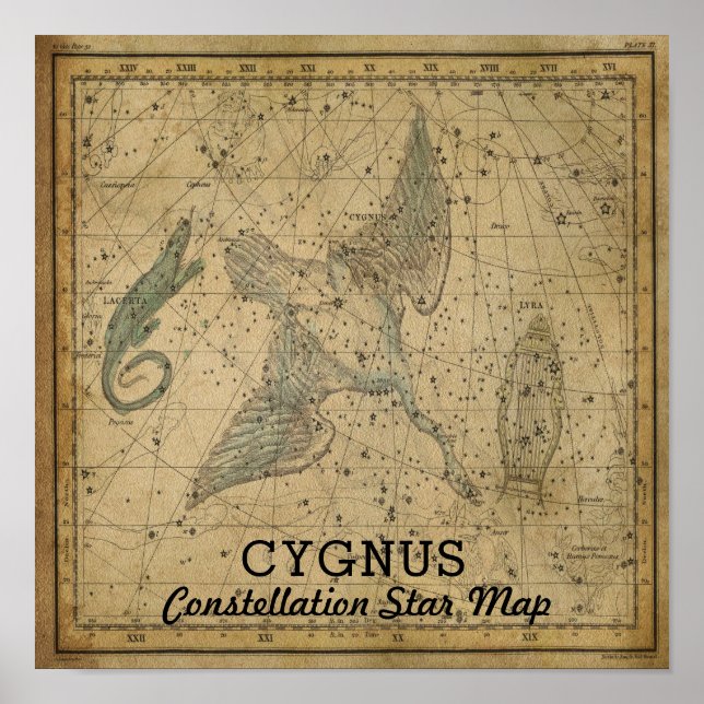 Cygnus Swan Constellation Star Map Poster (Front)