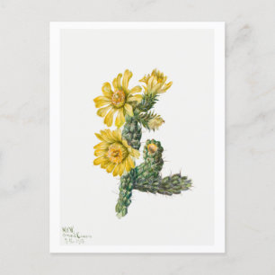Cylindropuntia Whipplei Botanical Illustration Postcard