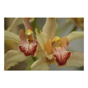 Cymbidium Delight Photo Print