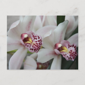 Cymbidium Orchid Postcard
