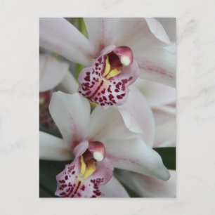 Cymbidium Orchid Postcard