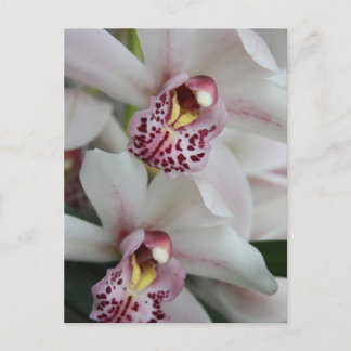 Cymbidium Orchid Postcard