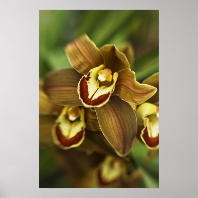 Cymbidium Orchid Poster (Front)