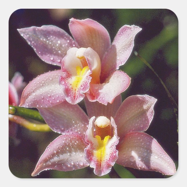 Cymbidium Orchid Sticker (Front)
