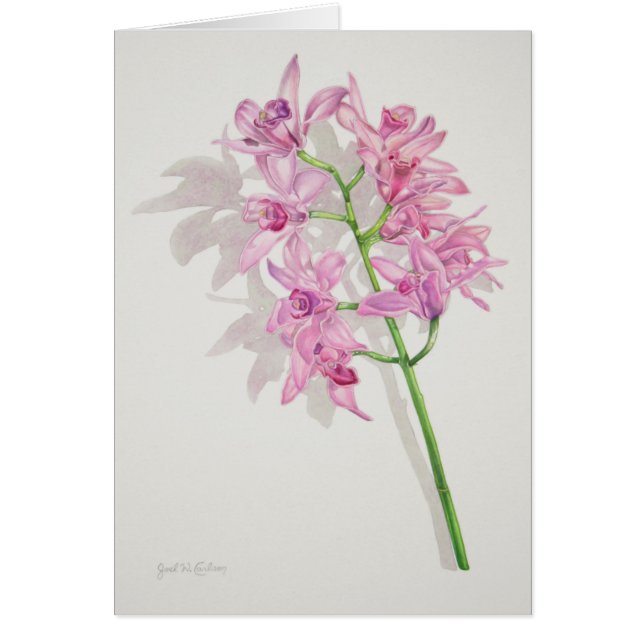 Cymbidium Orchids (Front)