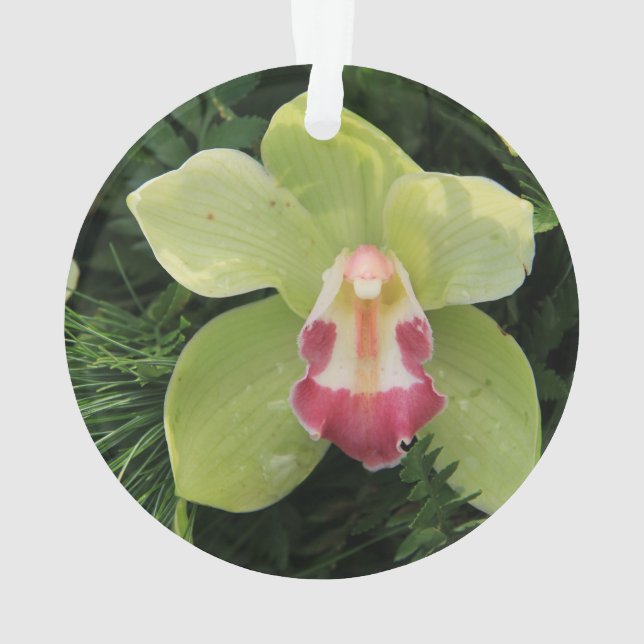 cymbidium orchids ornament (Back)