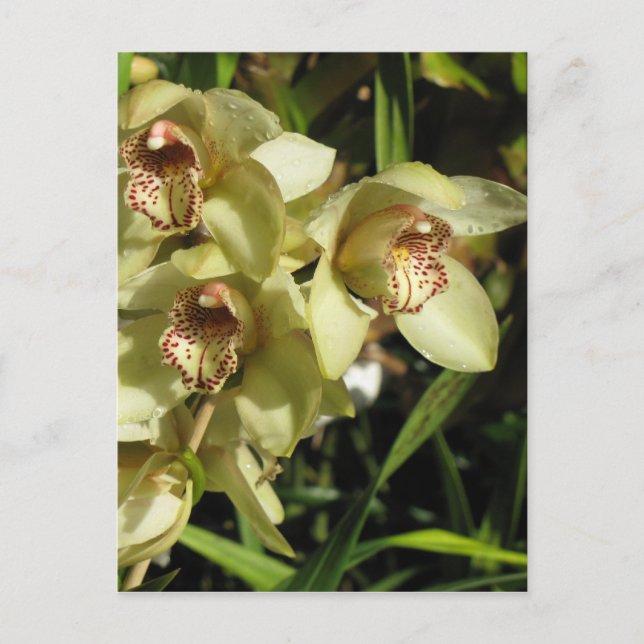 Cymbidium Orchids postcard, customise Postcard (Front)