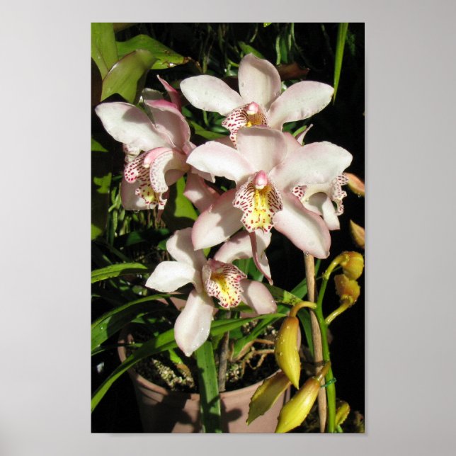 Cymbidium Orchids poster (Front)