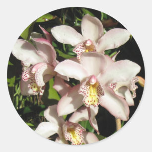 Cymbidium Orchids stickers