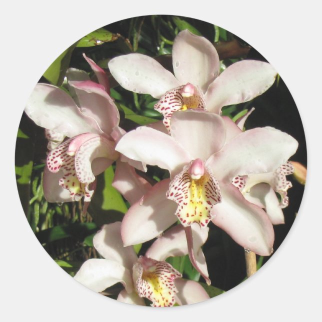 Cymbidium Orchids stickers (Front)