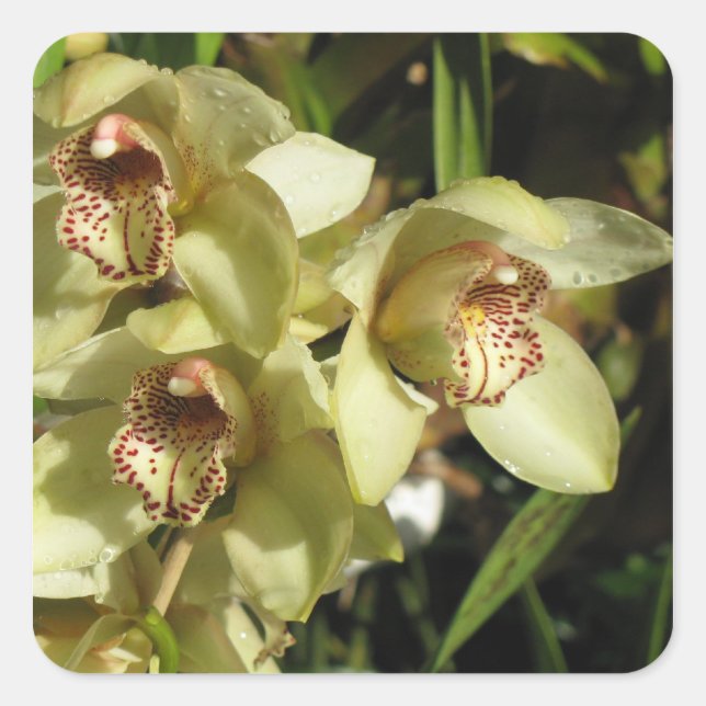 Cymbidium Orchids stickers (Front)