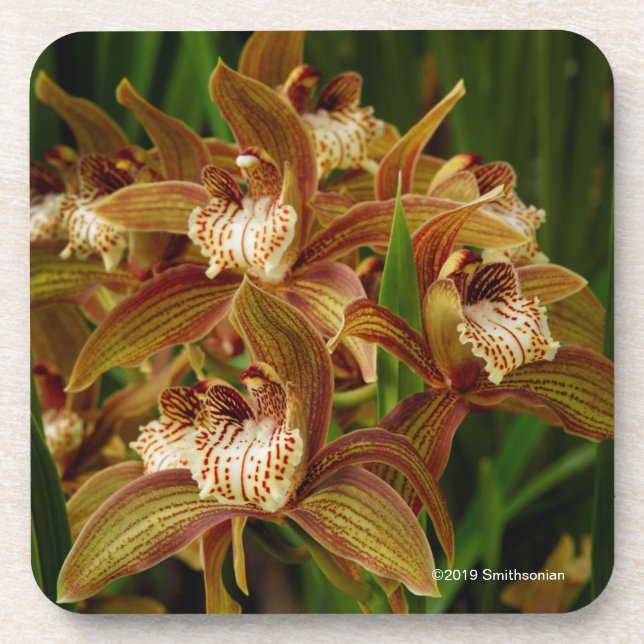 Cymbidium tracyanum coaster (Front)