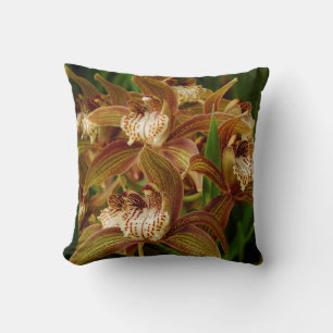 Cymbidium tracyanum cushion