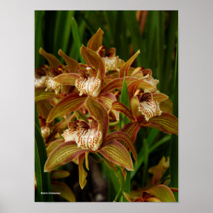 Cymbidium tracyanum poster