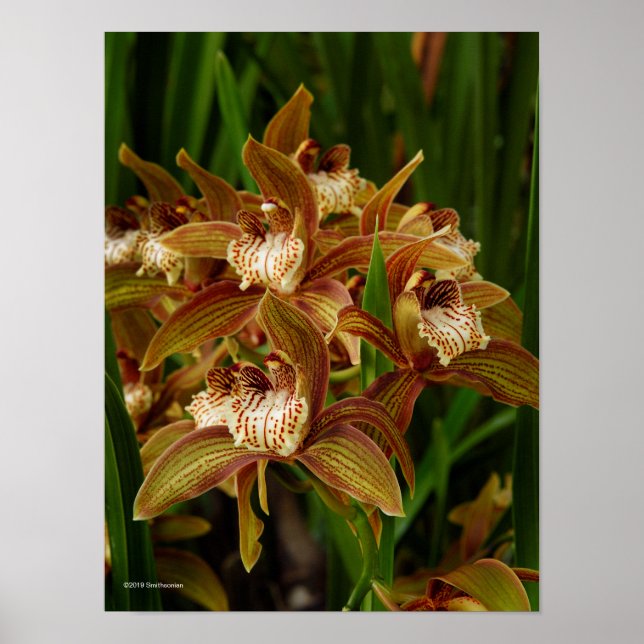 Cymbidium tracyanum poster (Front)
