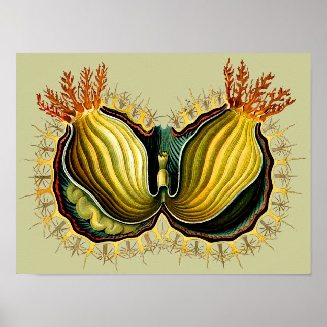 Cynthia melocactus Ernst Haeckel Fine Art Poster (Front)