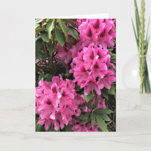 Cynthia Rhododendrons, Oregon Card
