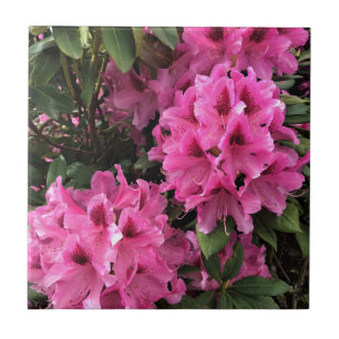 Cynthia Rhododendrons, Oregon Ceramic Tile
