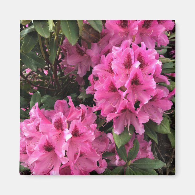 Cynthia Rhododendrons, Oregon Magnet (Front)