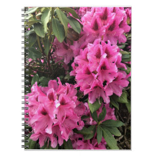 Cynthia Rhododendrons, Oregon Notebook