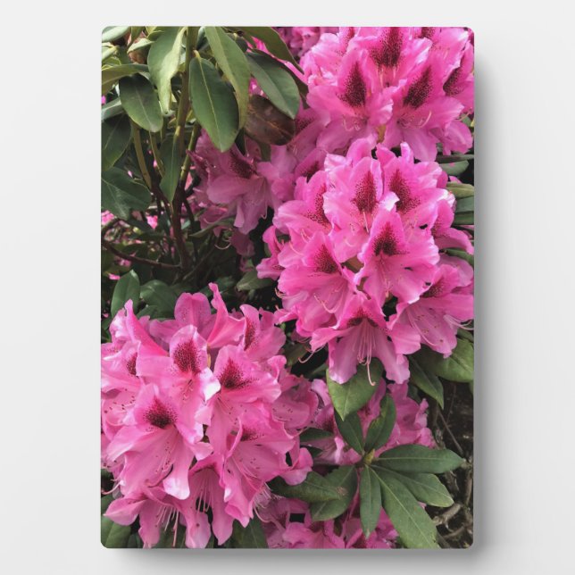 Cynthia Rhododendrons, Oregon Plaque (Front)