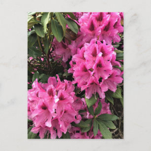 Cynthia Rhododendrons, Oregon Postcard