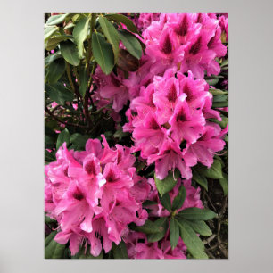 Cynthia Rhododendrons, Oregon Poster