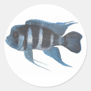 Cyphotilapia frontosa Cichlid Sticker