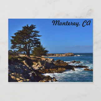 Cypress in Monterey Postcard